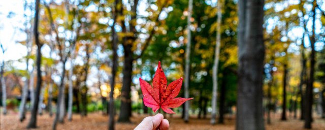 霜叶红于二月花是一幅怎样的画面，霜叶红于二月花是一幅什么的画面