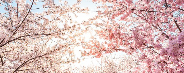 杨花落尽是什么季节，杨花落尽季节是几时