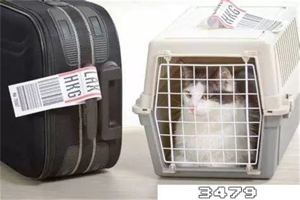 猫咪飞机托运很痛苦吗，猫咪坐飞机死亡率高吗