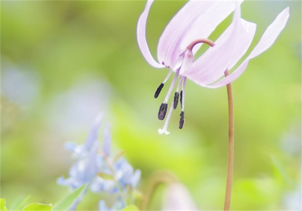 ​黄褐斑怎么去除，治疗黄褐斑的方法是有哪些