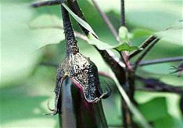 吃一些食物来美白祛斑，祛除晒斑的食物有哪些