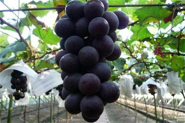 日常护理事项，满脸的痘痘选择激光祛痘行吗