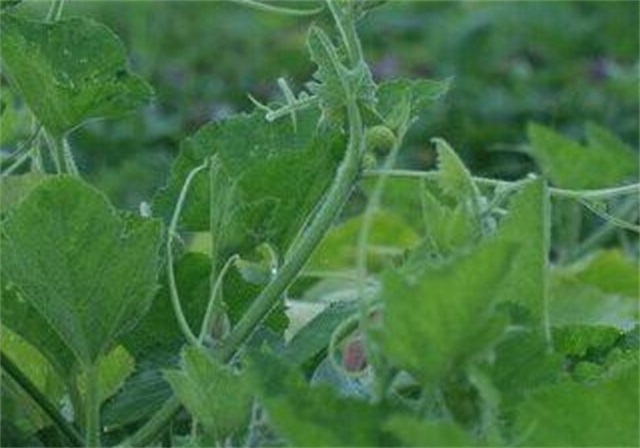 有助于治疗晒伤，中医治疗晒斑的方法有哪些