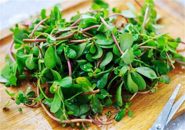 极为重要的原因，哪些是雀斑所引发的具体因素呢