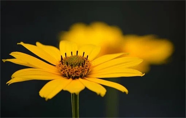 导致内分泌失调，脸上出现黄褐斑的原因是有哪些呢