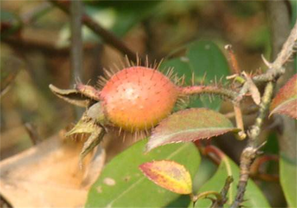 进行营养调节与按摩，美容有哪些常见的方法和技巧