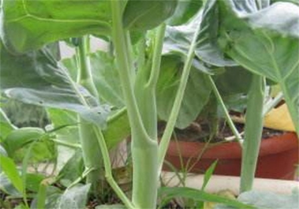 为什么注射除皱如此受欢迎，各种注射除皱术的副作用是什么呢