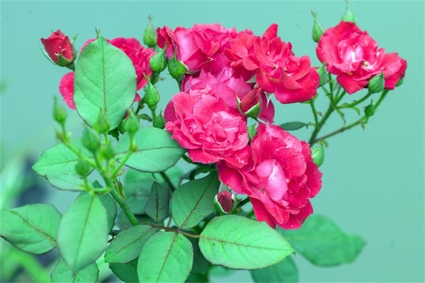 如何制作月季花瓣面膜