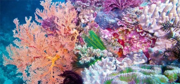 珊瑚是植物还是动物，珊瑚是植物吗