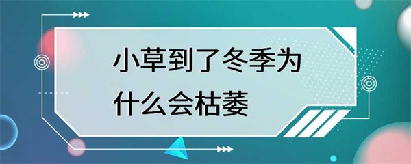 为什么小草到了冬季会枯萎？