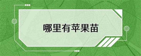 如何购买苹果苗，在哪里可以购买苹果苗