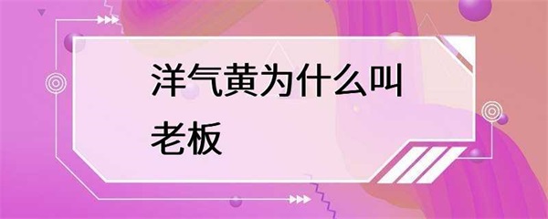 为什么“洋气黄”被称为“老板”？