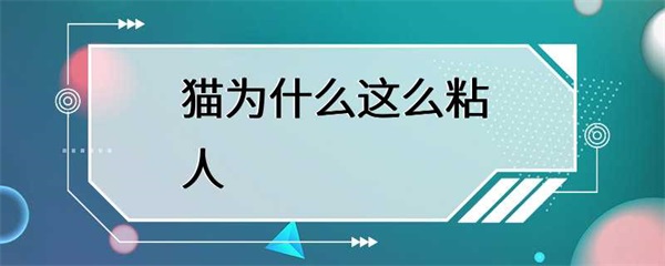 猫为什么这么黏人？