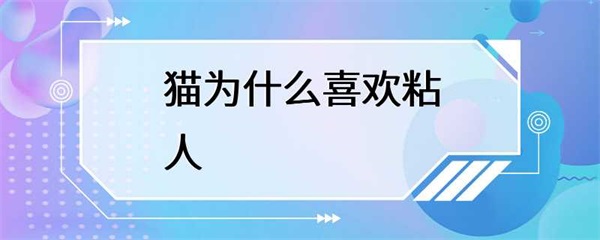 猫为什么喜欢粘人？猫喜欢粘人的原因有很多