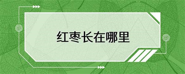 红枣长在哪里？