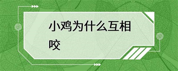 小鸡为什么会互相咬？