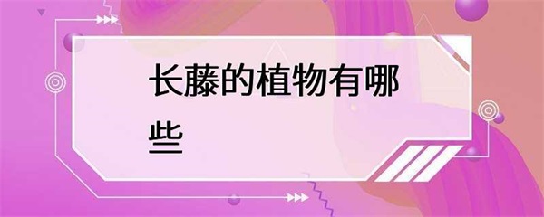 长藤的植物有哪些？