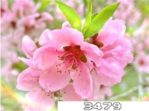 桃花爽肤水怎么做，桃花爽肤水的功效与作用有哪些