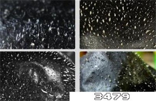 去黑头面膜多久用一次合适，祛黑头面膜敷多长时间撕下