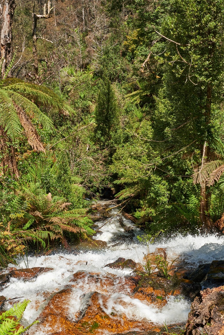 Yarra Range National Park